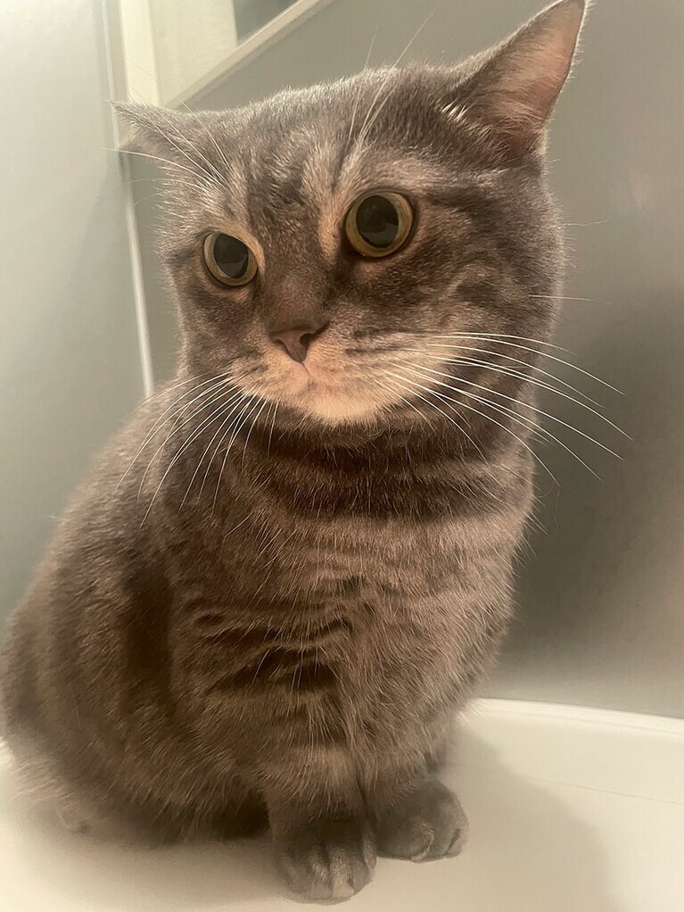 みぃメス 7歳。いつもお風呂に一緒に入り、くつろぐ姿に癒されます（まゆさん）。