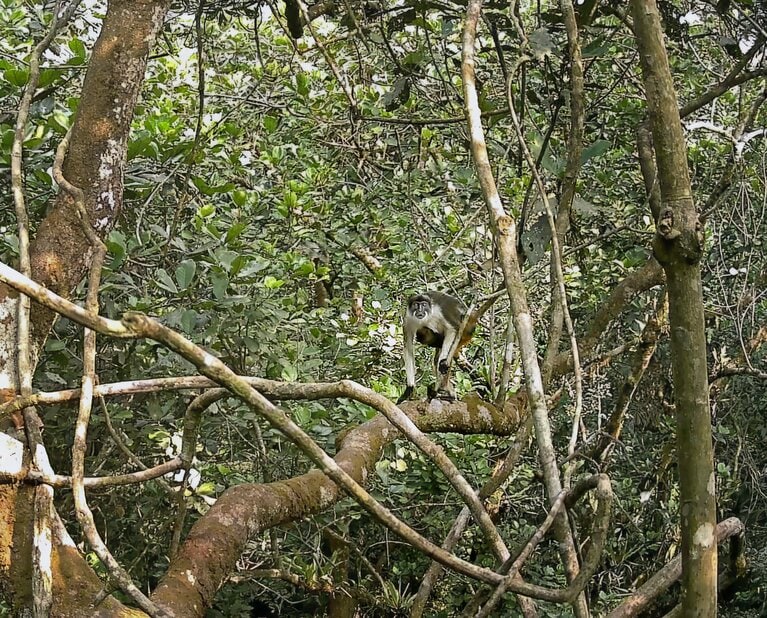 同デルタで撮影されたアカコロブス（サル）。