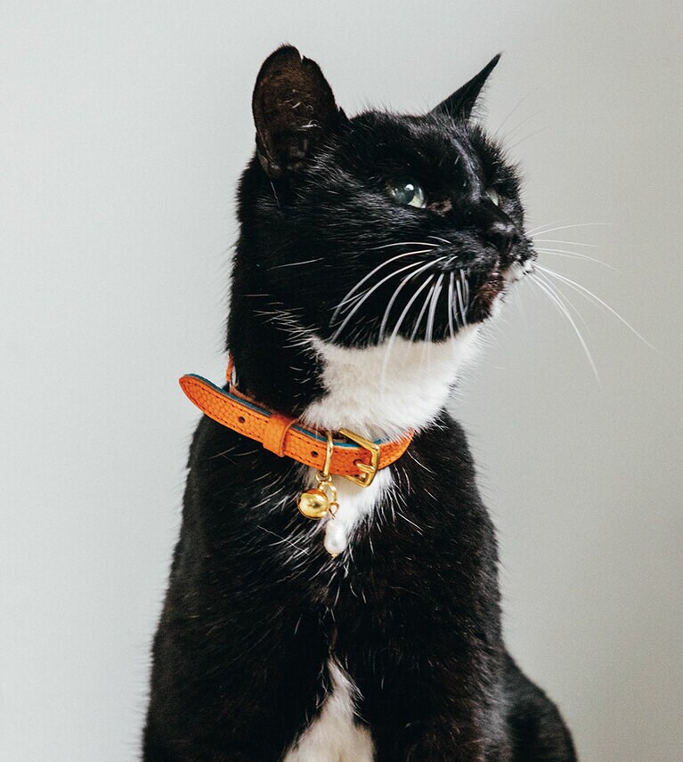 CHESHIRE ＆ WAINの首輪「Caviar Collection」。17,050円、チャームはGem Charm-Baroque Pearl。4,400円／HEARTH