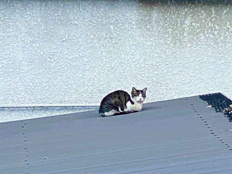 地域猫のグアバさん。