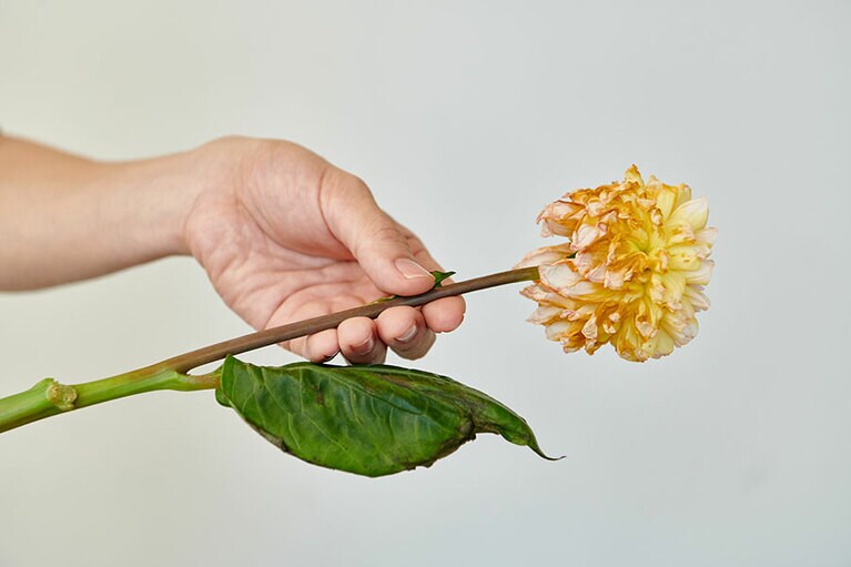 枯れてしまった花。