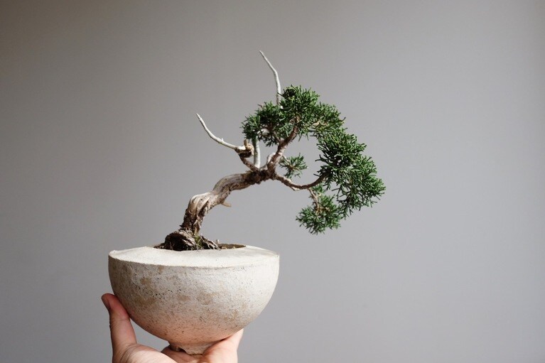 「真柏」（鉢：十場天伸）。