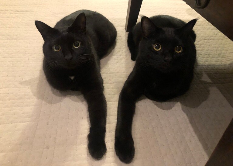 ぴょん吉とちび助 ♂ 5歳。産まれた時から離れたことのない兄弟猫。ぴょん吉とちび助。ふと目を向けたら、ポーズがシンクロ♡♡♡いつも一緒に居る仲良し兄弟です♪（まぴーさん）