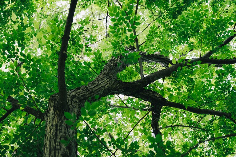 高さ約13メートル。花柄にヘラ状の苞があるためヘラノキと命名。秋にはヘラ状の総苞葉が風を受け、飛ぶ様子が見られます。