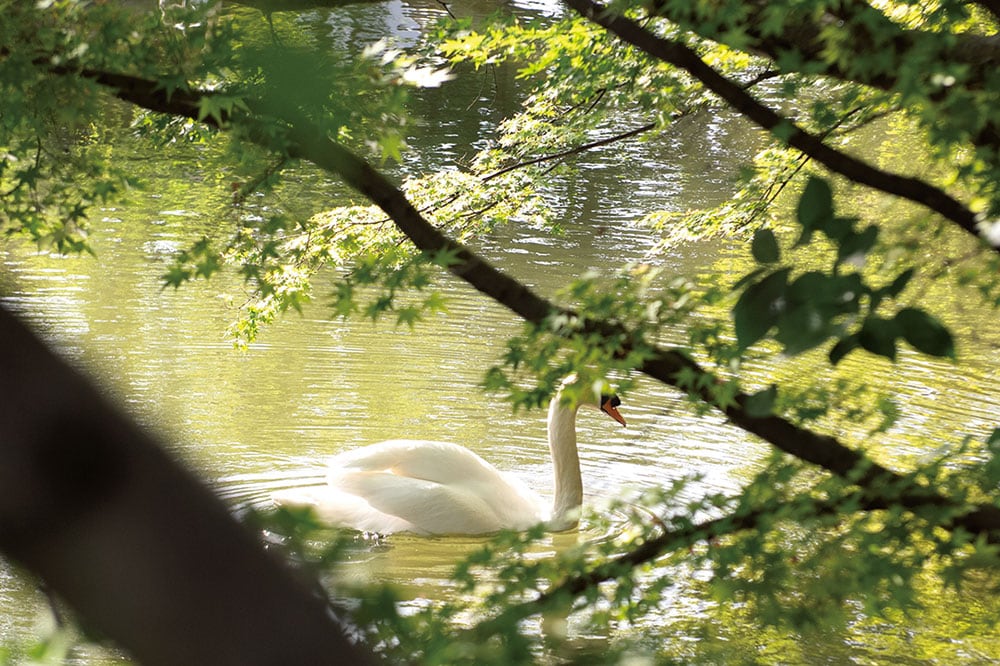 美術館の前を流れる倉敷川には仲良く泳ぐ白鳥の姿も。