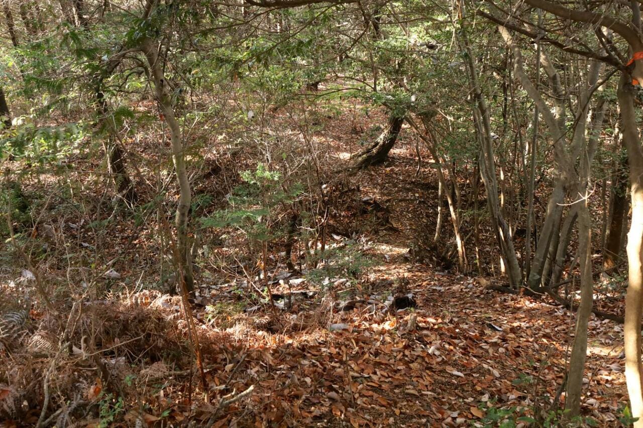 浅いが明らかな堀切に土橋が架かる