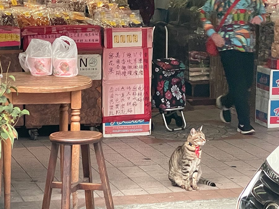 赤いスタイが似合う美猫。車の中からスマホで急いで撮影したのでちょっと粗い写真ですが……。