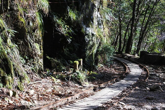 ビーチも山も絶景の【屋久島】 屋久杉ツアーに参加すれば味わえる