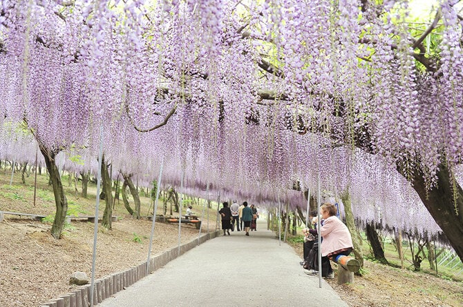 10ページ目)【2024年版】春のおでかけ案内 「藤棚・藤の花」の名所20選
