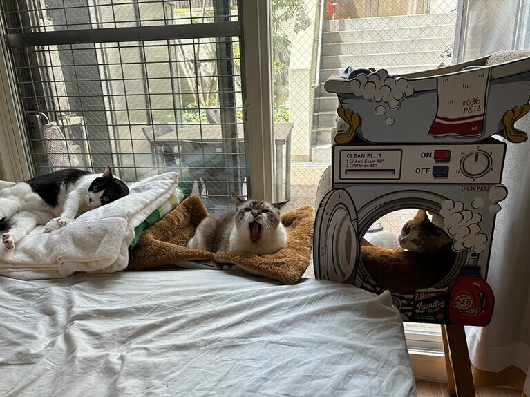 くーさんたち オス 8歳。