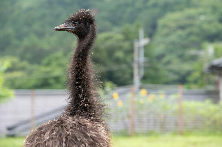 エミュー。