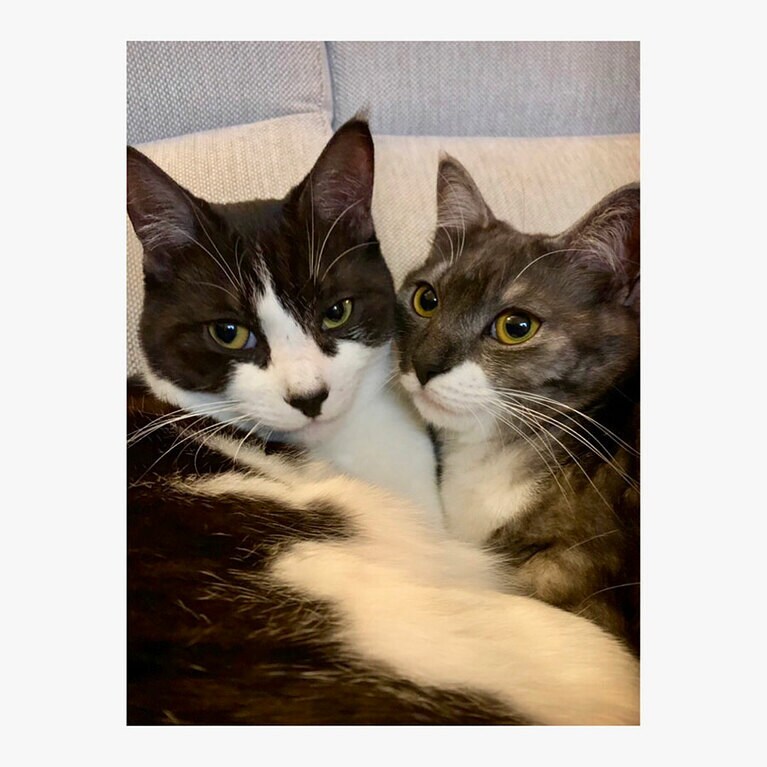 ポポとララ メス 7歳（双子の黒白ハチワレは4月29日に旅立ちました）。双子の女の子、保護猫でいつも一緒にいました。鼻が黒くて白地にグレー系と白地に黒のハチワレです。昨年10月にハチワレに肺水腫が発覚し、助からないと言われましたが奇跡的に回復、通院と薬で頑張ってくれていました。残念ながら4月29日に天国へ旅立ちましたが病気には見えない見た目です（ララポポさん）。