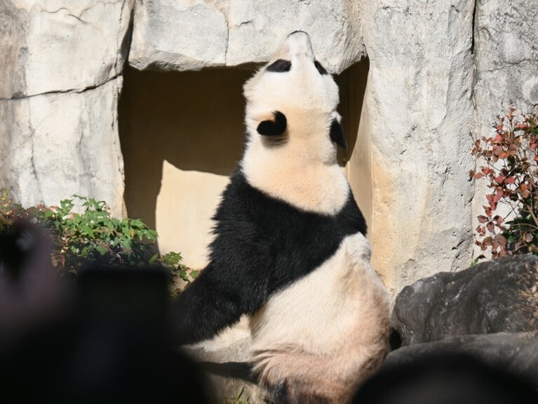 のけぞるシャオシャオ。（2025年12月9日、筆者撮影）