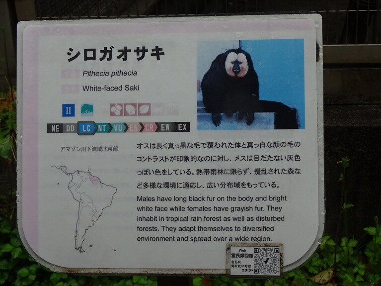 シロカオサキの説明。