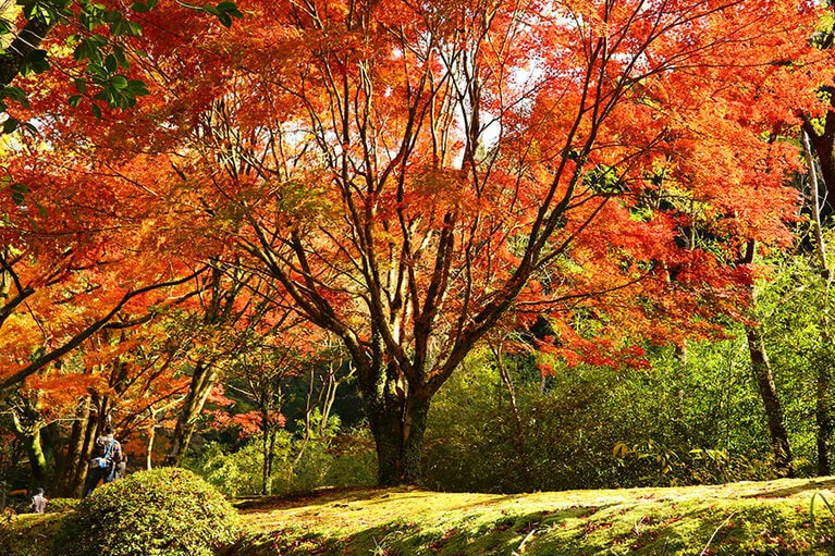 青井岳自然公園。