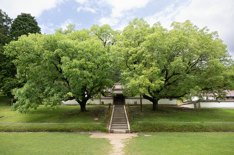 中国から持ち帰った種から育てたと言われる2本の楷（かい）の木。奥に孔子廟がある。紅葉の時期は赤く染まり、10月下旬～11月上旬にはライトアップも。