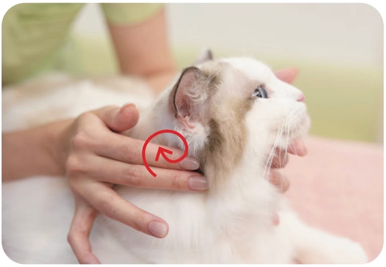 出来そうなら耳下をくるくる。