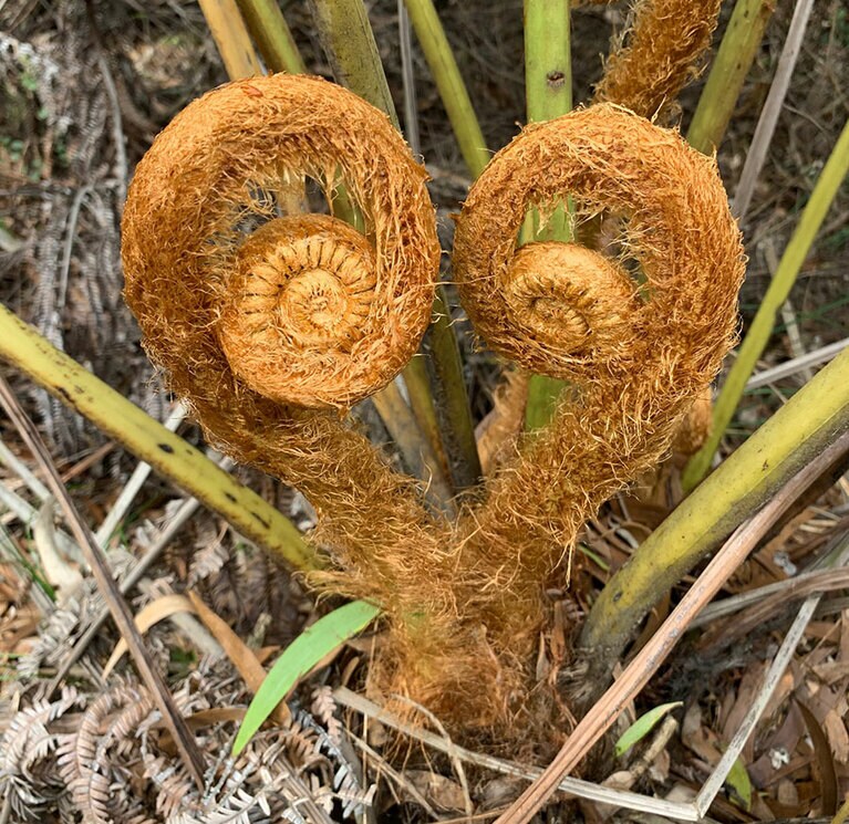 ハートの形をしたシダ。
