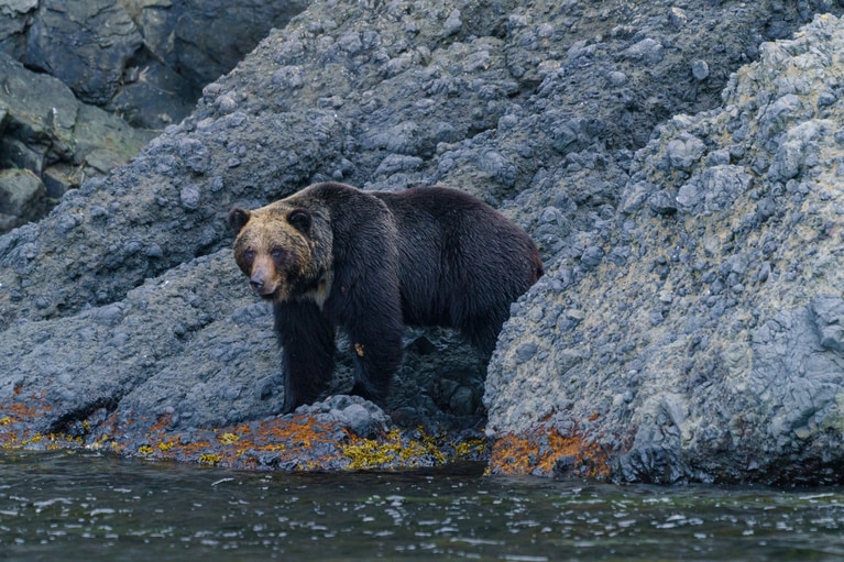 ヒグマ。佐世保市亜熱帯動植物園では、ツキノワグマのオスがヒグマにかみ殺された。©Harumachi／イメージマート