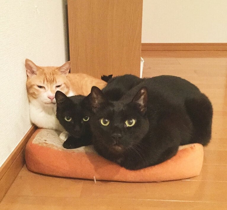 左から大久保くん、夏ちゃん、春くん。