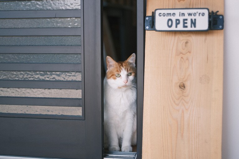 アメリカで内田さんに保護されたサニーくん。徳島の自然に囲まれ、いっそう元気になったという。（写真提供：まるとしかく）