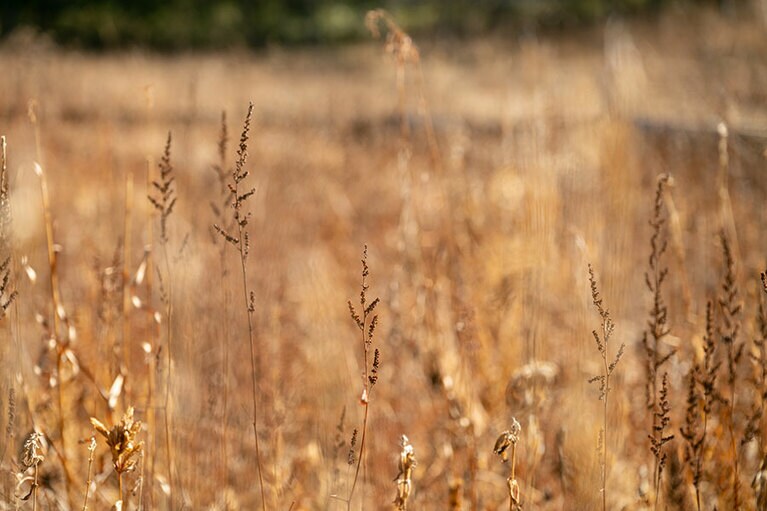 「これはチダケサシかな？」（平野） 