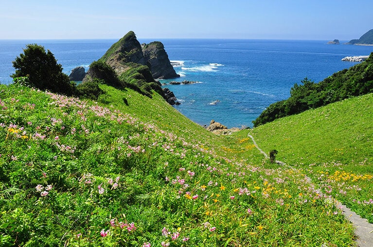 甑島のカノコユリ。写真提供：薩摩川内市