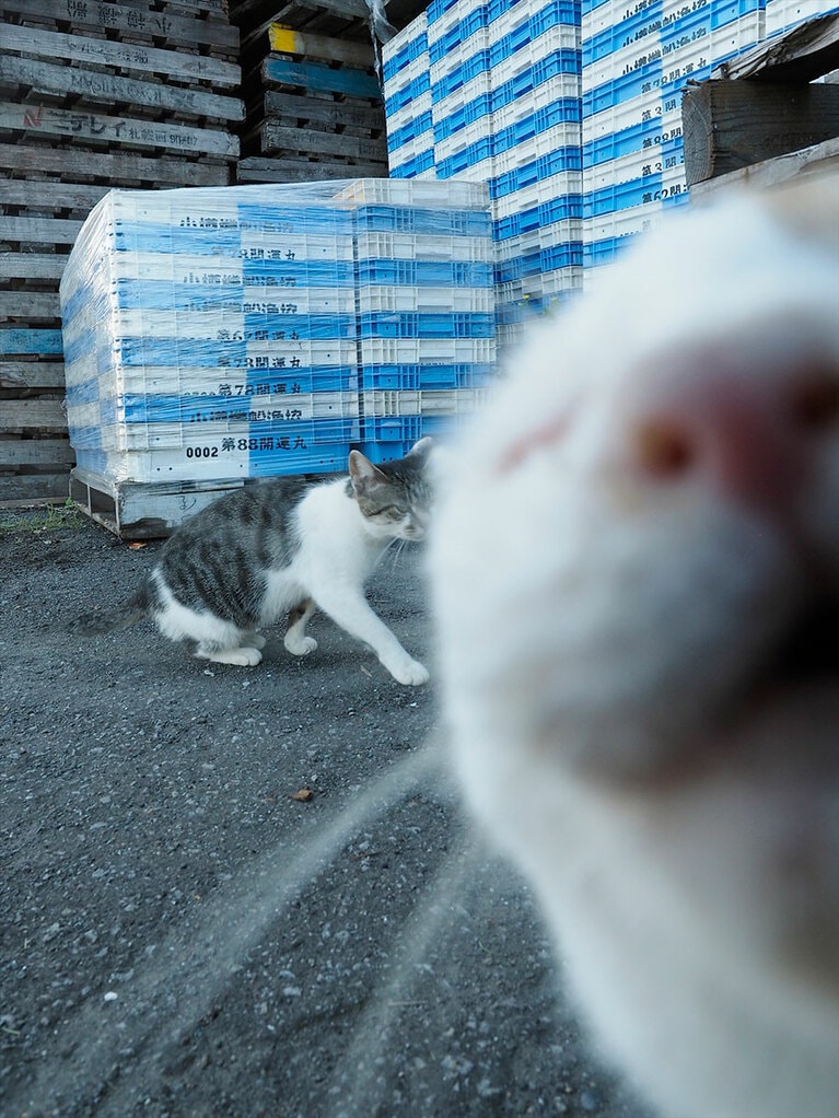 慣れてくるとこんなことも！