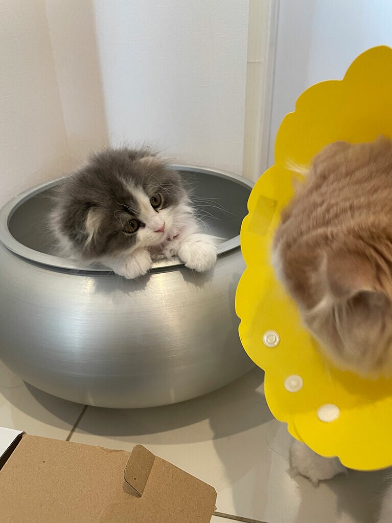 ソフィー メス 2カ月。とにかく可愛い子猫。お兄ちゃん猫に教えこまれる毎日（ゆいか丸さん）。