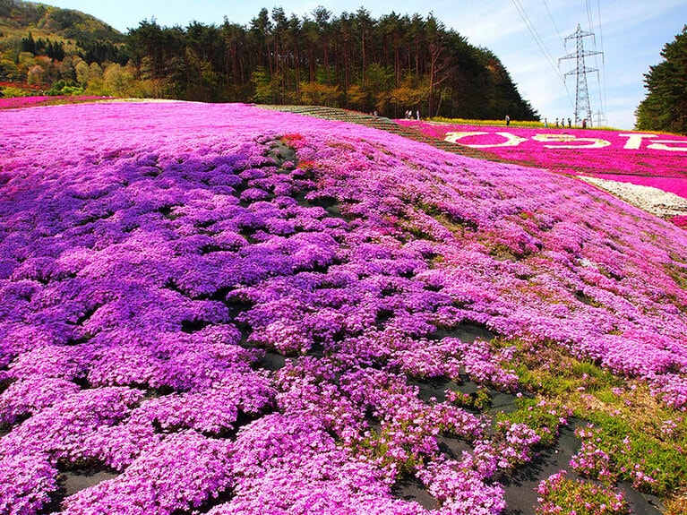 ジュピアランドひらた芝桜まつり。（公財）福島県観光物産交流協会