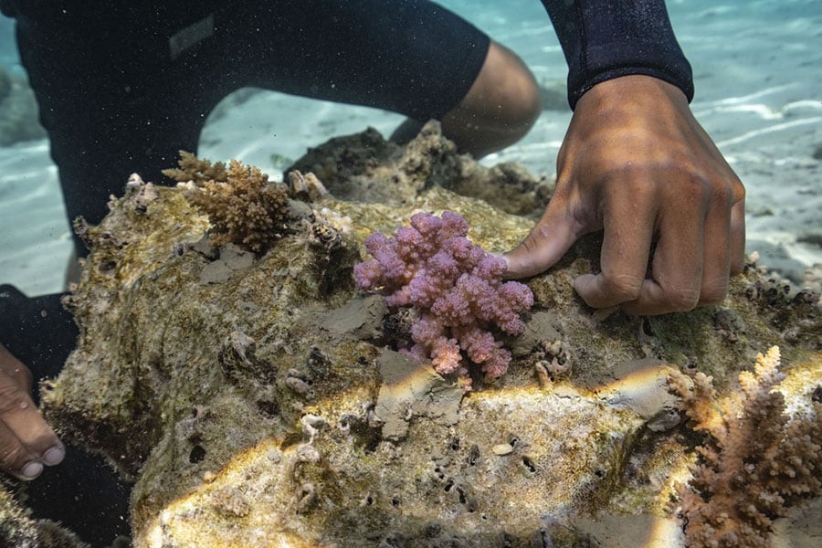 損傷したサンゴ礁に海洋セメントで、養殖したサンゴの破片を貼り付ける。＠Rolex