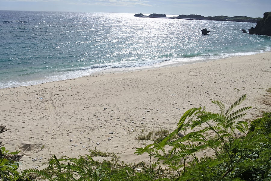 砂浜をよく見ると、海ガメの歩いた跡が残っています。産卵場所は短冊のような柱で印が付けられています。