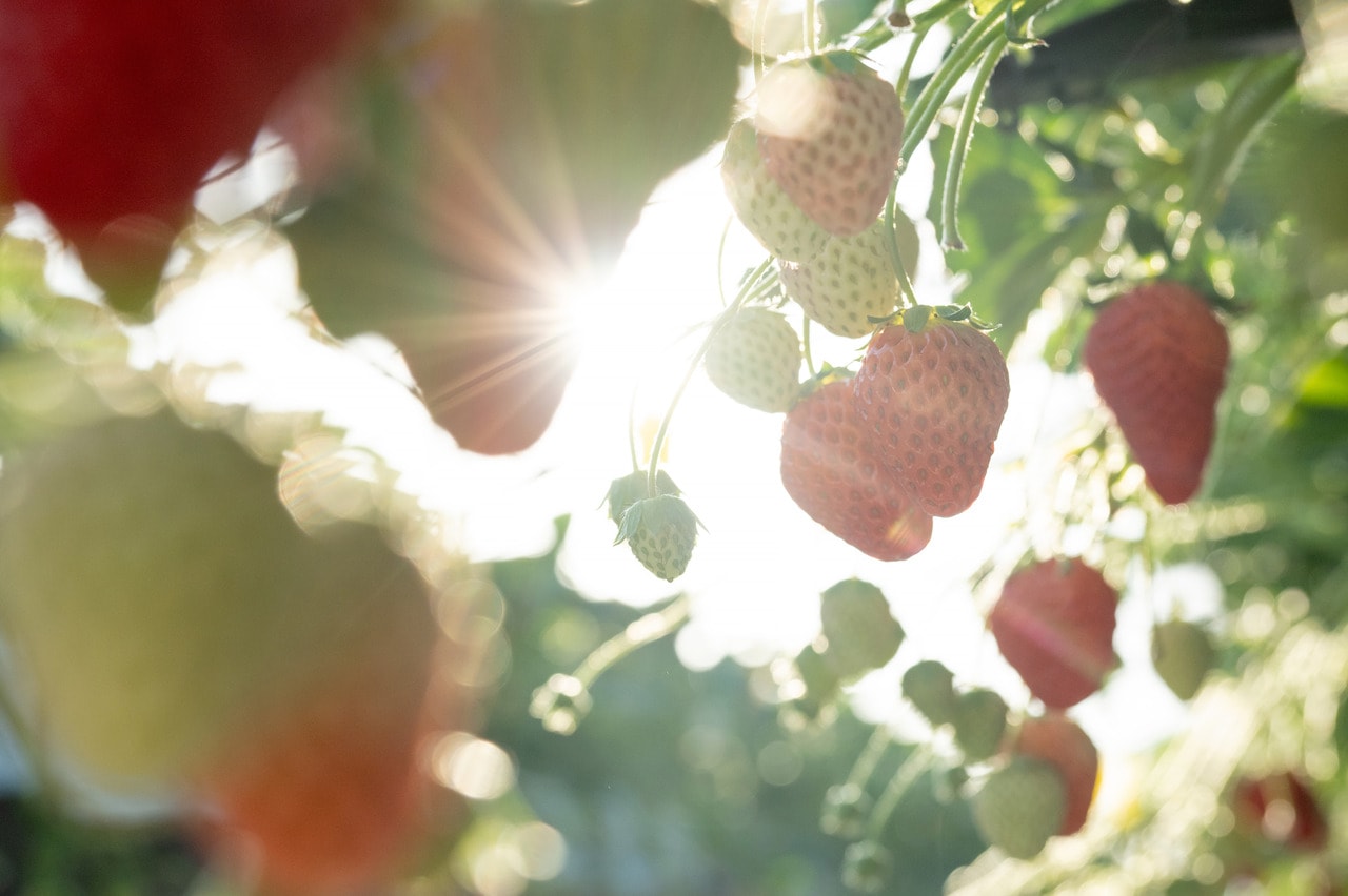 太陽をたっぷり浴びて育つ「紅ほっぺ」。