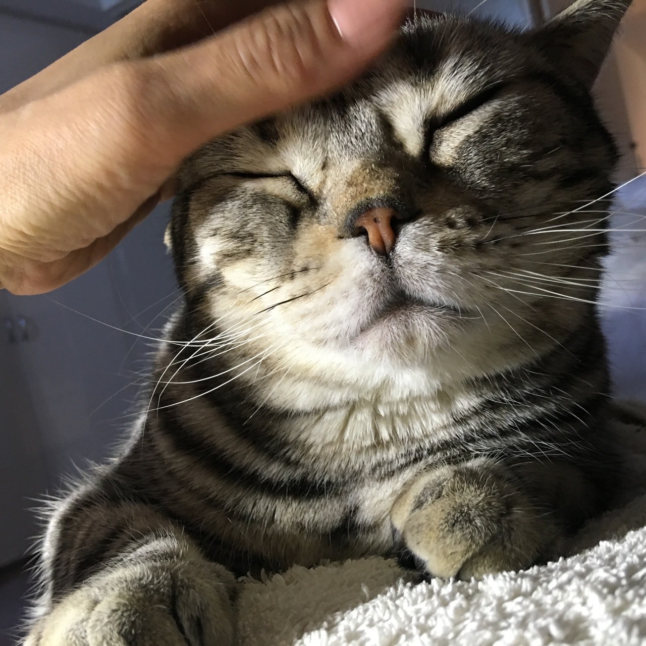 小林さんの愛猫・ジャコ助くん。