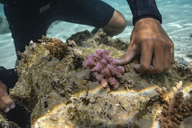 2ページ目)かけがえのない“海の庭”を守る。 ロレックスがサポートする