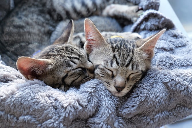 かわいいニャングランプリ2025】眠る姿が最高の癒し！ すやすや部門