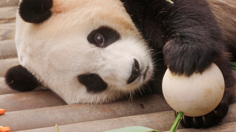 フーバオ　©2024 ACOMMZ and EVERLAND RESORT. All rights reserved