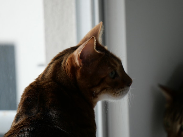 逆光を利用した印象的なシルエット：宮田さん撮影