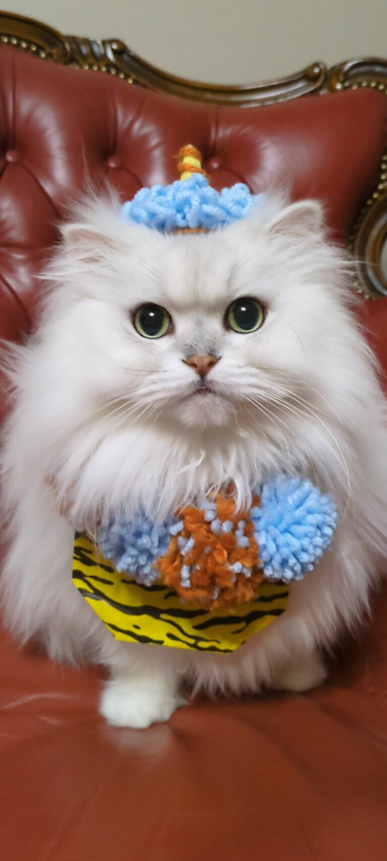 ルーチェ ♂ 10歳。とにかく全てが可愛くて美しくて自慢の息子です！