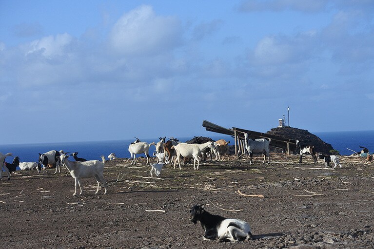 ヤギの群れが通過するまで、車はじっとスタンバイ。