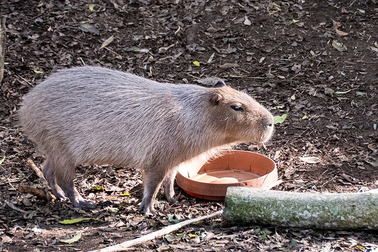 南米大陸からはカピバラがやってきました。
