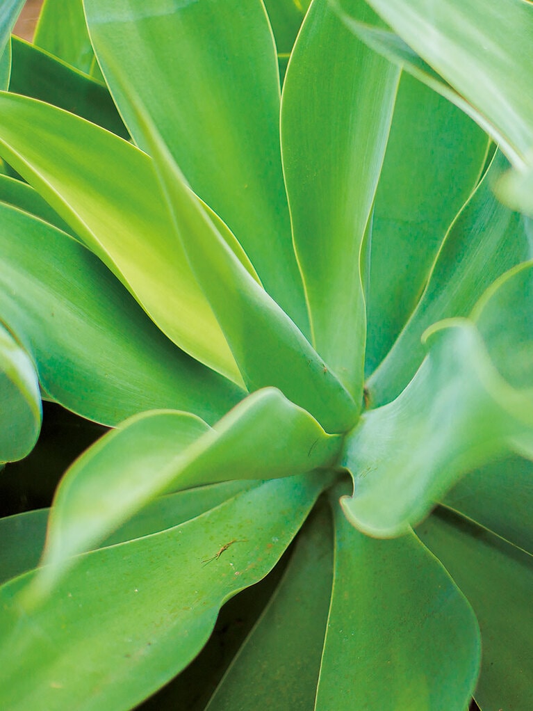 サボテン＆多肉植物の庭にあるみずみずしいグリーン。