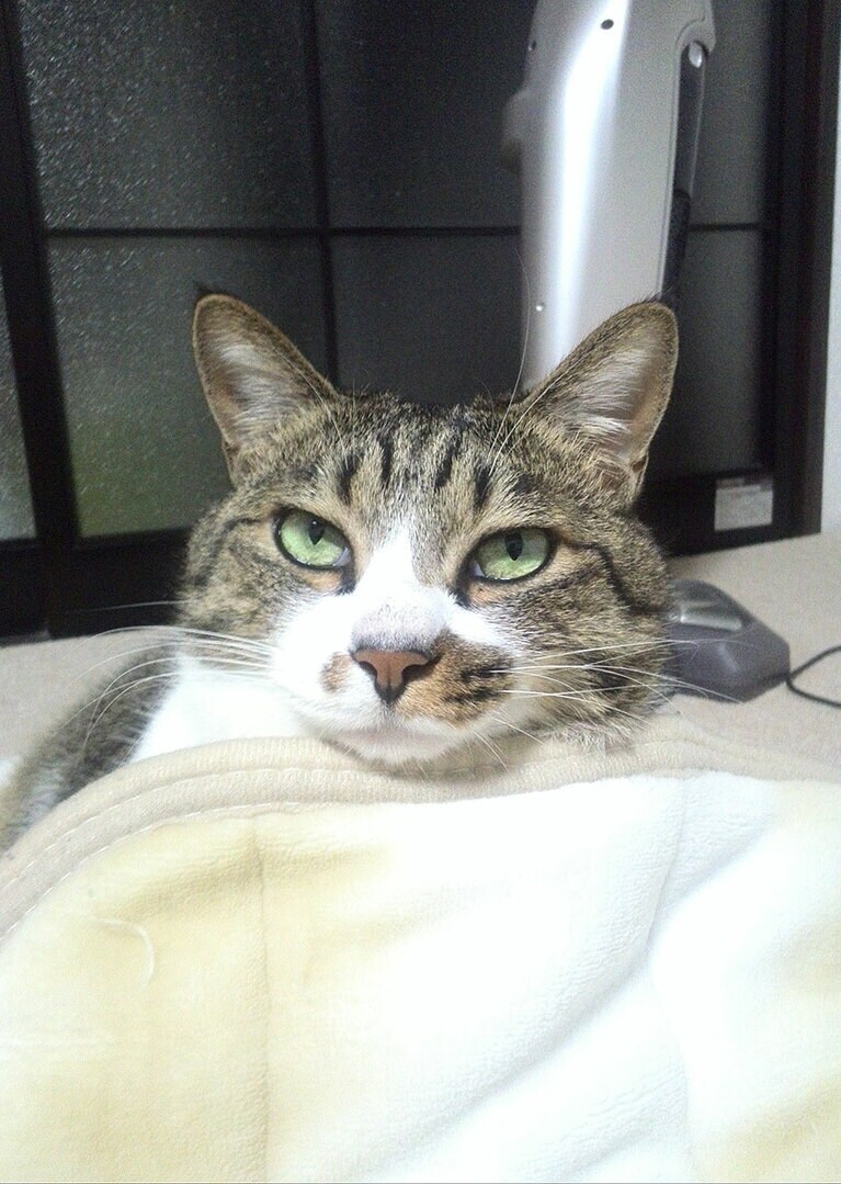 まるも ♂ 8歳くらい。目付きの鋭い漢でした。一緒にいてくれてありがとう。