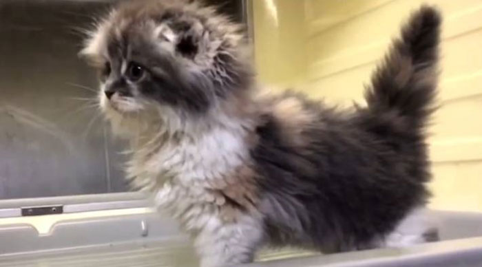 剛さんと初めて会った日のおもちちゃん