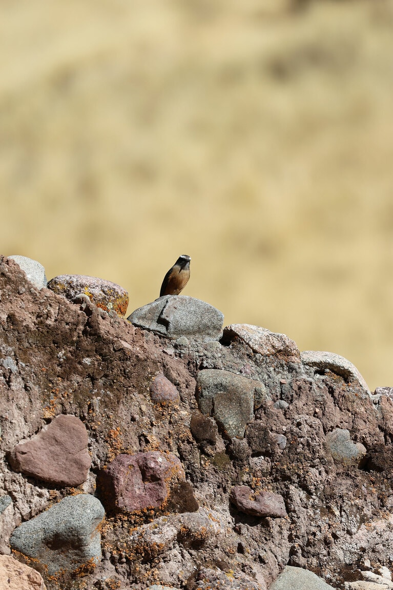 ハイキングでは固有の動物や様々な形をした巨大な岩壁に出会え、地球のスケール感が味わえる。