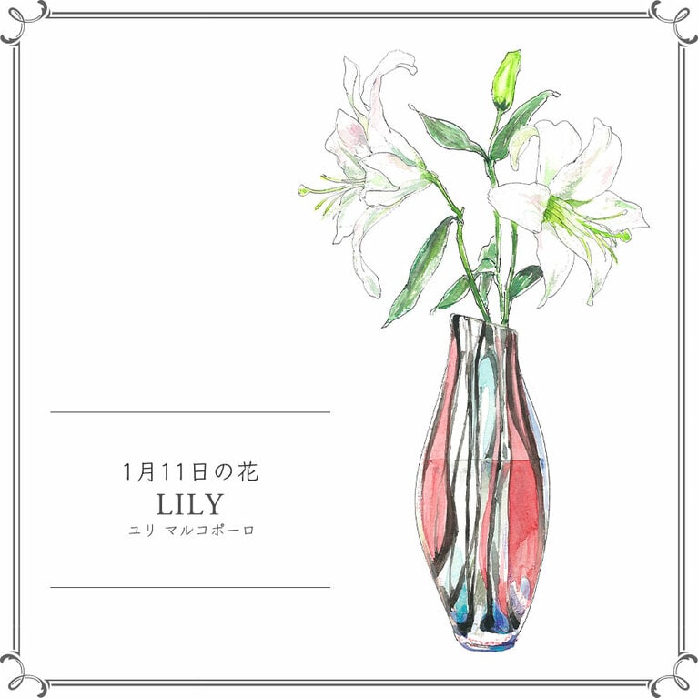 1月11日の花「ユリ マルコポーロ」