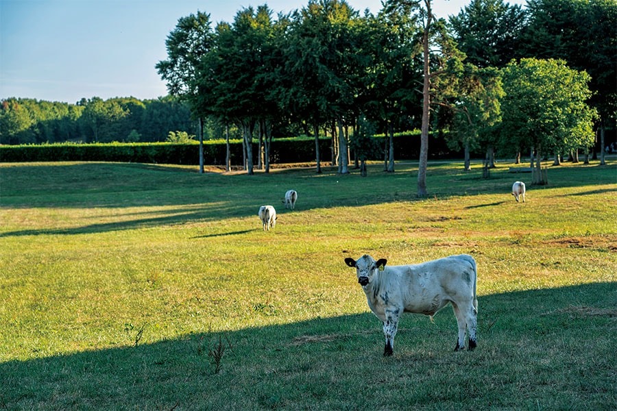 広大な庭や、草を食む牛たちの姿を見ることができる。
