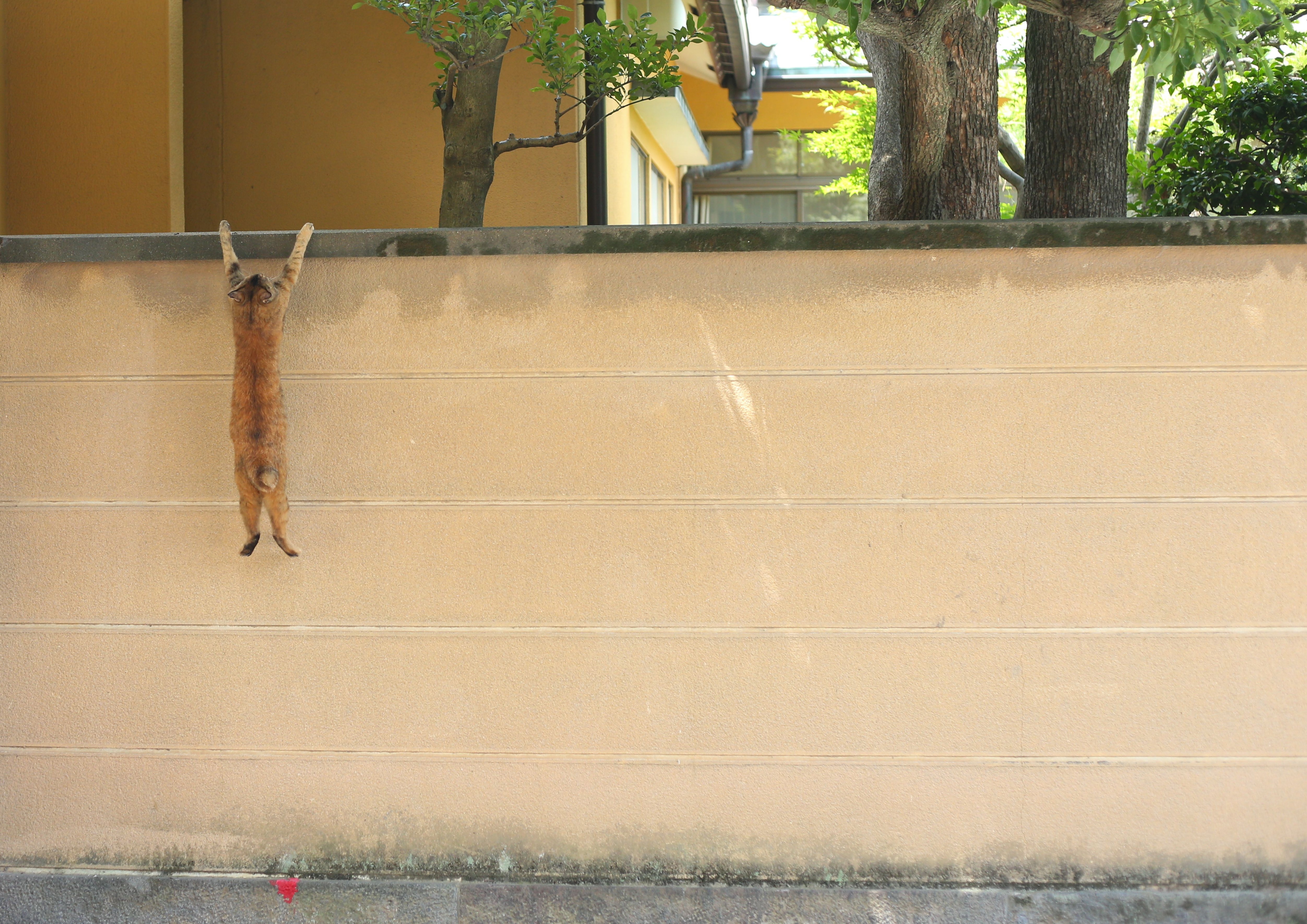 「猫専門」の写真家として活躍を続けている沖昌之さん。こうした「決定的瞬間」を撮り続けてきた　©沖昌之