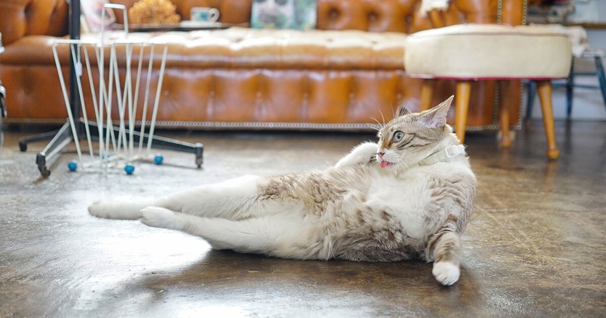 Yuka Seki / 関由香インタビュー