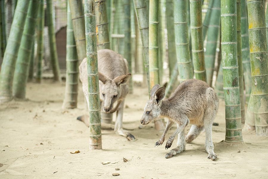 人間慣れしているのか、近づいても逃げることのない余裕顔のカンガルー。